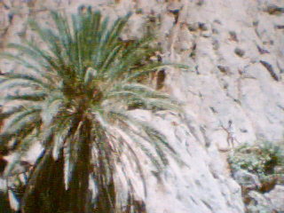 tanalt